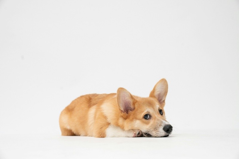 &nbsp;Se ha descubierto que no todos los perros adoran los abrazos como siempre se ha creído. UNSPLASH/fatty corgi 