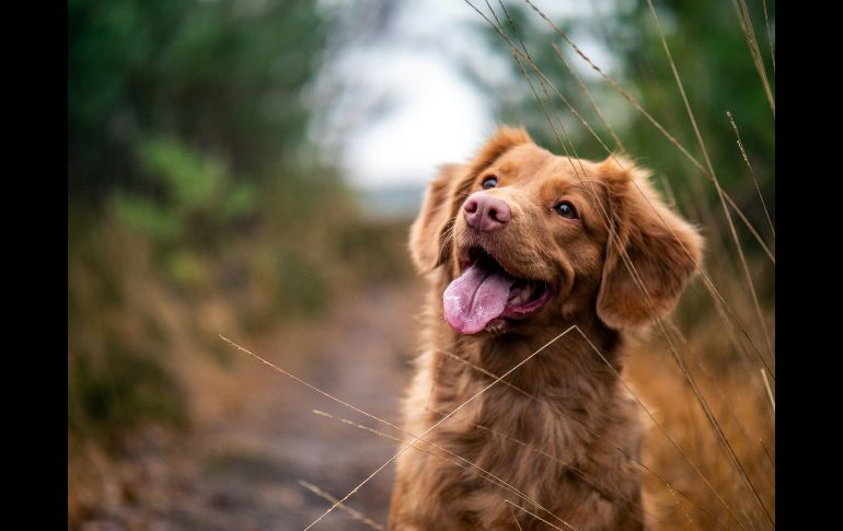 Aunque se acostumbra a abrazar a los perros expertos dicen no es la mejor opción.  UNSPLASH/Jamie Street