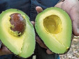 Michoacán es el principal productor de aguacate de todo el país. EL UNIVERSAL