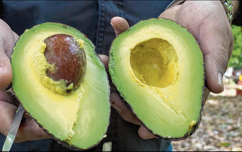 Michoacán es el principal productor de aguacate de todo el país. EL UNIVERSAL