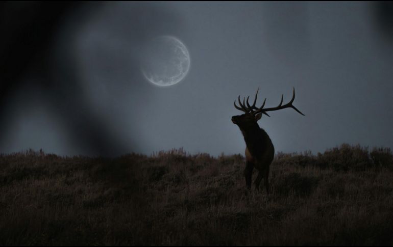 Además de poder avistar la Luna de Ciervo, también seremos testigos de una lluvia de meteoros durante el mes de julio. UNSPLASH/ Tyree Adams