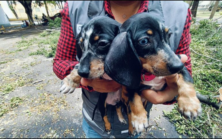 La Unidad de Protección Animal e Inspección y Vigilancia desplegó el Operativo Baratillo en el que se rescataron aproximadamente 91 animales. ESPECIAL.