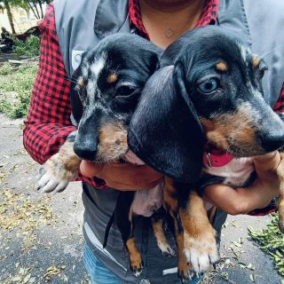 Rescatan a animales del Baratillo