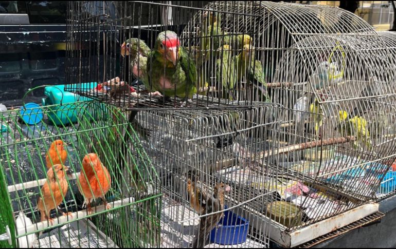 La Unidad de Protección Animal e Inspección y Vigilancia desplegó el Operativo Baratillo en el que se rescataron aproximadamente 91 animales. ESPECIAL.