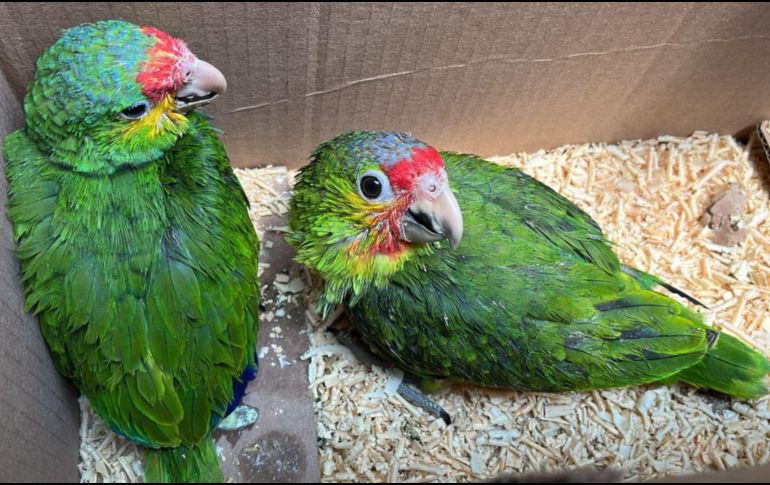 La Unidad de Protección Animal e Inspección y Vigilancia desplegó el Operativo Baratillo en el que se rescataron aproximadamente 91 animales. ESPECIAL.