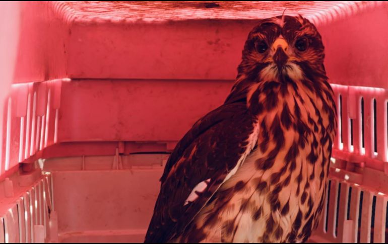 La Unidad de Protección Animal e Inspección y Vigilancia desplegó el Operativo Baratillo en el que se rescataron aproximadamente 91 animales. ESPECIAL.