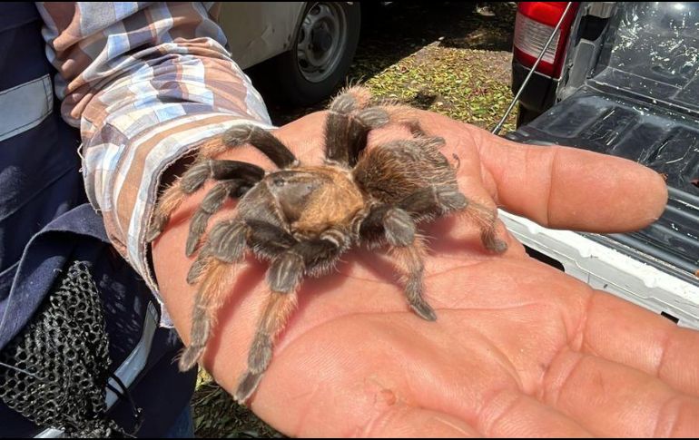 La Unidad de Protección Animal e Inspección y Vigilancia desplegó el Operativo Baratillo en el que se rescataron aproximadamente 91 animales. ESPECIAL.