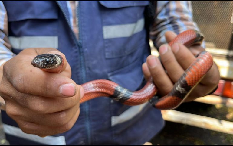 La Unidad de Protección Animal e Inspección y Vigilancia desplegó el Operativo Baratillo en el que se rescataron aproximadamente 91 animales. ESPECIAL.