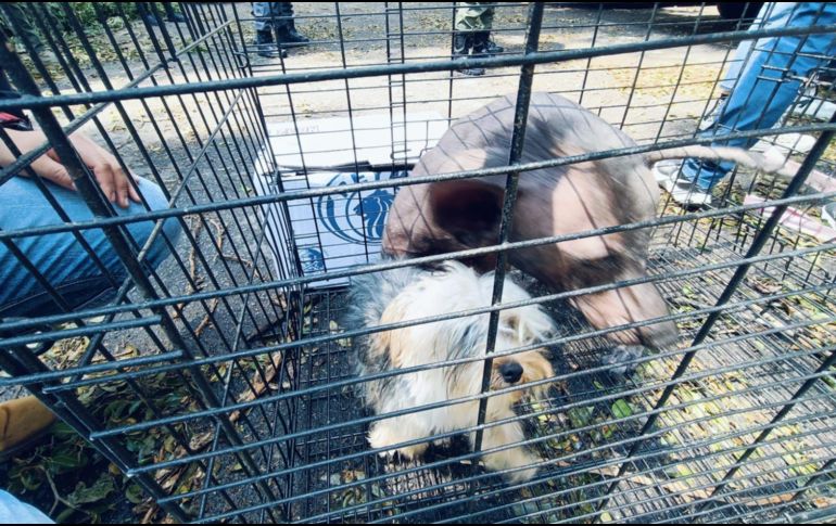 La Unidad de Protección Animal e Inspección y Vigilancia desplegó el Operativo Baratillo en el que se rescataron aproximadamente 91 animales. ESPECIAL.