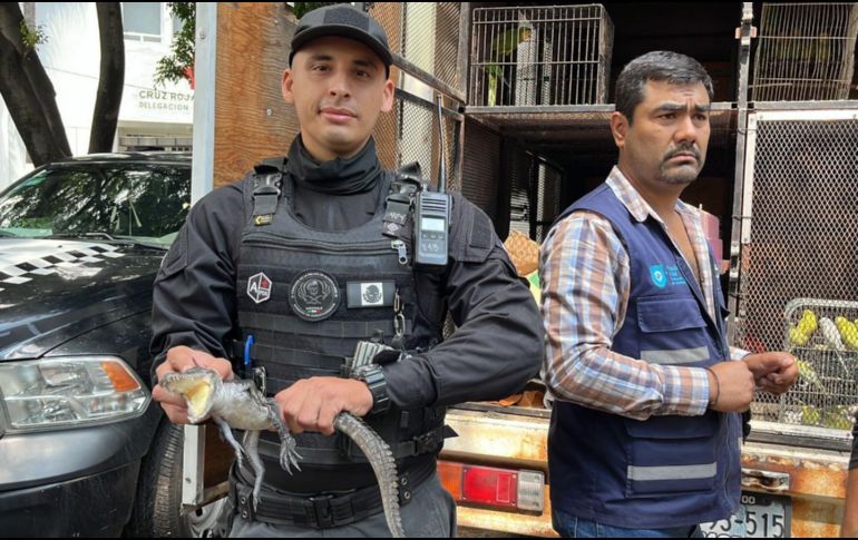 La Unidad de Protección Animal e Inspección y Vigilancia desplegó el Operativo Baratillo en el que se rescataron aproximadamente 91 animales. ESPECIAL.