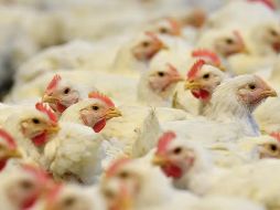 Durante su paso por Argentina, los representantes mexicanos visitaron plantas productivas del sector. EFE / ARCHIVO