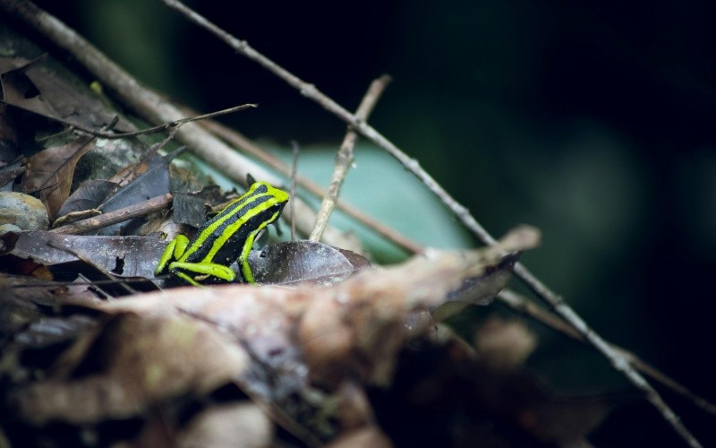 ESPECIAL/Foto de Daniel Rojas Luzquiños en Pexels