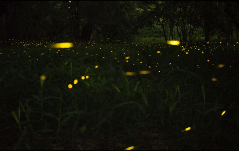 Los asistentes también pueden disfrutar de una variedad de actividades culturales y recreativas, como conciertos de música en vivo. Unsplash