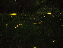 Los asistentes también pueden disfrutar de una variedad de actividades culturales y recreativas, como conciertos de música en vivo. Unsplash