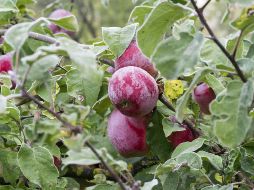 El agua de ciruela pasa aporta hidratación y una buena dosis de nutrientes esenciales como vitaminas y minerales, entre ellos el potasio. Unsplash.