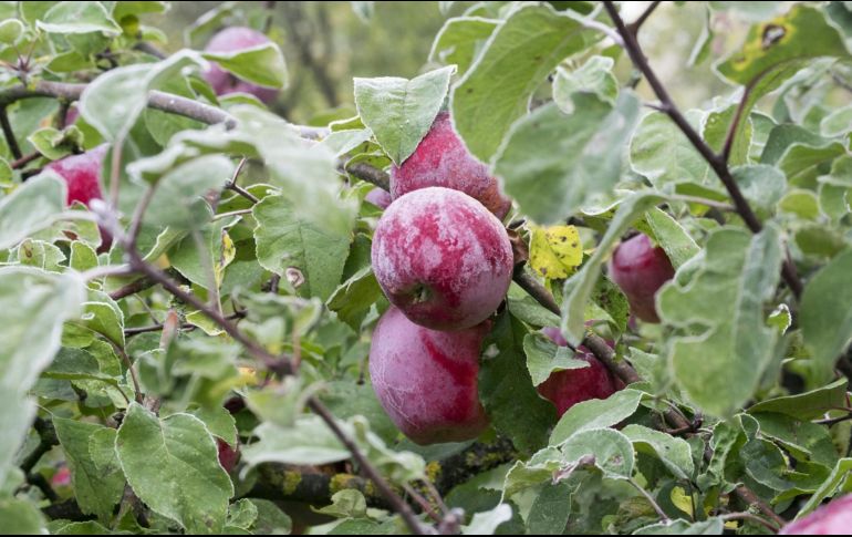El agua de ciruela pasa aporta hidratación y una buena dosis de nutrientes esenciales como vitaminas y minerales, entre ellos el potasio. Unsplash.