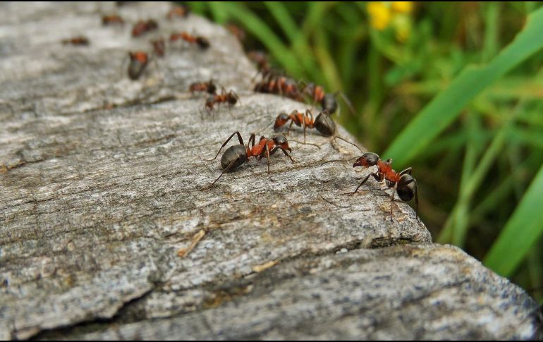 Las hormigas carpinteras de Florida (Camponotus floridanus) son capaces de amputar las extremidades heridas de sus compañeras. ESPECIAL/Foto de Tworkowsky en Pixabay