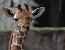 Chaac es el más pequeño de todas las jirafas. ESPECIAL/ FACEBOOK/ ZOOLOGICO GUADALAJARA.