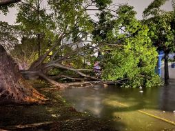 Varios árboles cayeron en la ciudad, algunos de ellos sobre vehículos. ESPECIAL