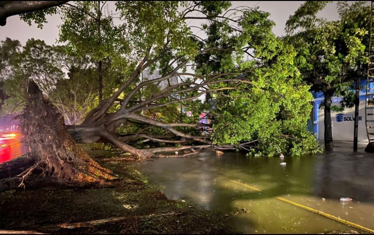 Varios árboles cayeron en la ciudad, algunos de ellos sobre vehículos. ESPECIAL