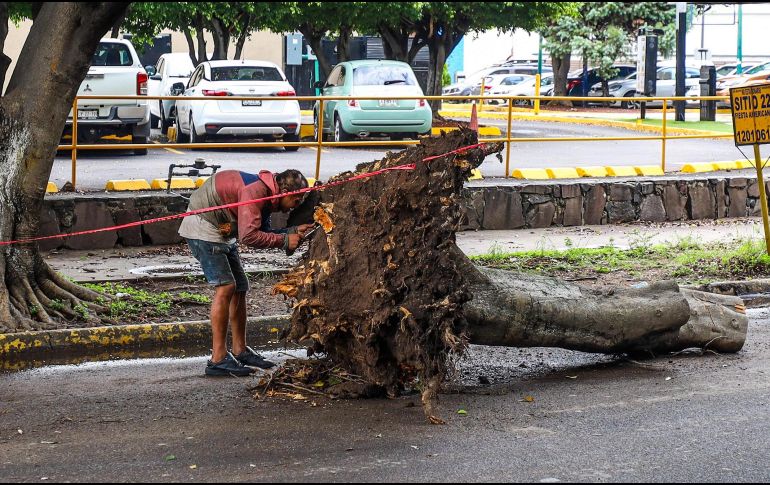 Debido a la fuerte lluvia de ayer por la noche, cientos de árboles cayeron en los municipios de la ZMG. EL INFORMADOR / A. Navarro