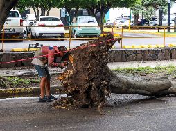 Debido a la fuerte lluvia de ayer por la noche, cientos de árboles cayeron en los municipios de la ZMG. EL INFORMADOR / A. Navarro