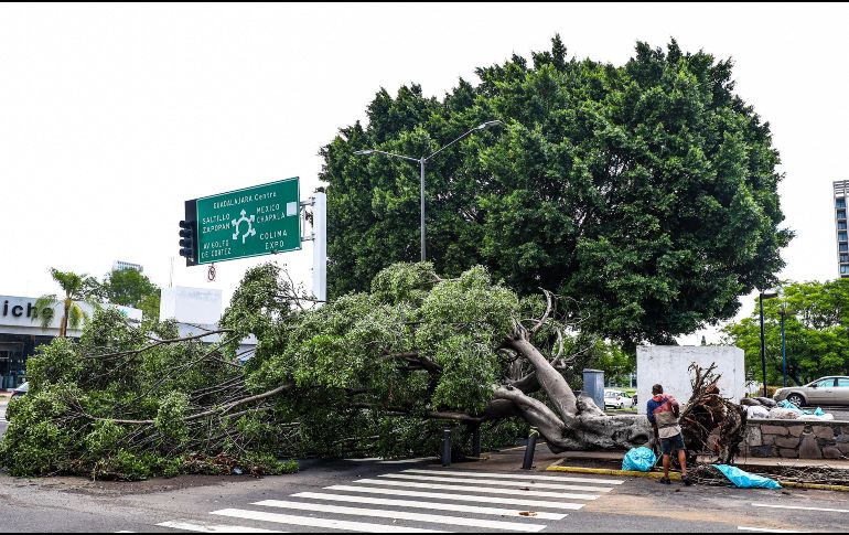 Los fuertes vientos arrancaron de sus raíces un aproximado de 128 árboles en los distintos municipios que conforman la ZMG. EL INFORMADOR/ A. Navarro