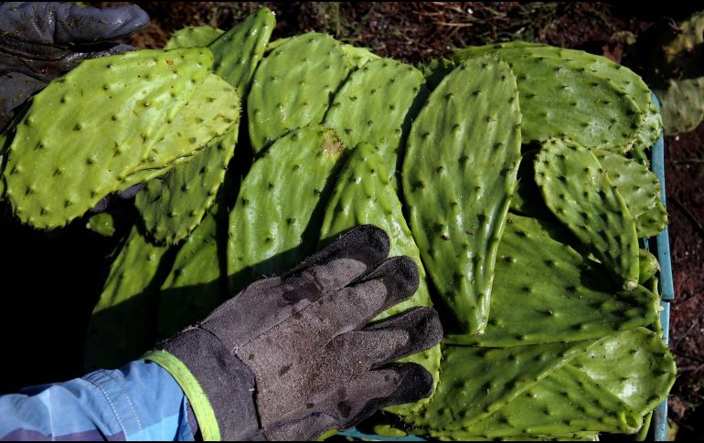 Los nopales pertenecen a la familia de las cactáceas.  AFP / ARCHIVO