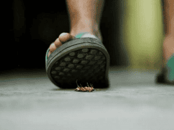 Es importante saber cómo se pueden combatir las cucarachas incluso antes de que infesten tu casa. Unsplash.