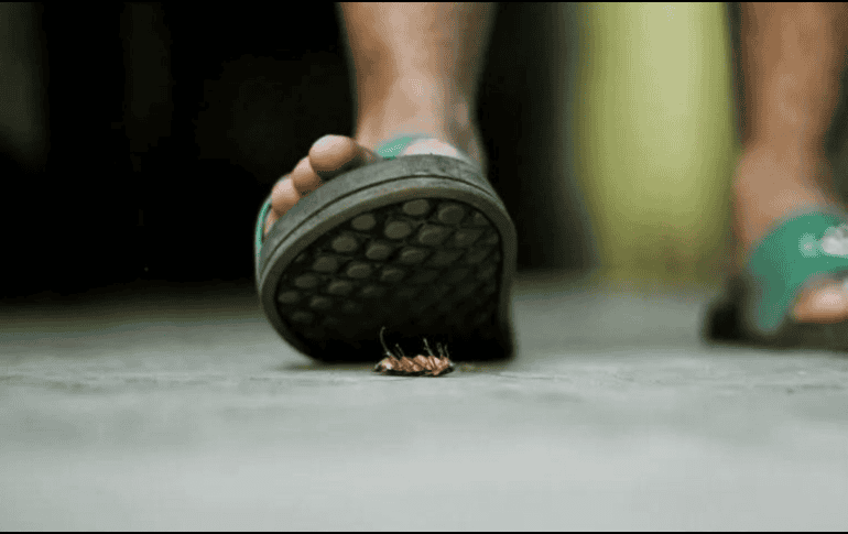 Es importante saber cómo se pueden combatir las cucarachas incluso antes de que infesten tu casa. Unsplash.