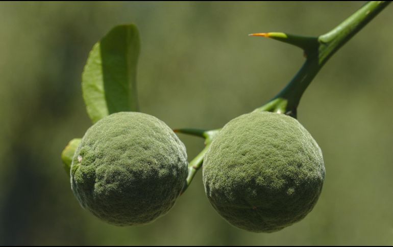 El interés por alimentos que promuevan la longevidad ha aumentado notablemente en los últimos años. Unsplash.