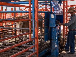 La SADER informó que tienen un avance del 75% en el otorgamiento de apoyos económicos. EL INFORMADOR / ARCHIVO