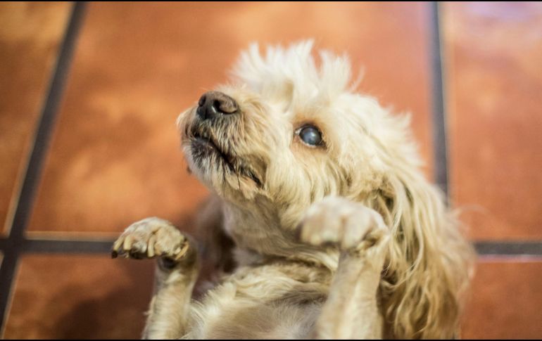 Antes de poder corregir el comportamiento de tu perro, es importante entender por qué no obedece o se escapa. EL INFORMADOR / ARCHIVO