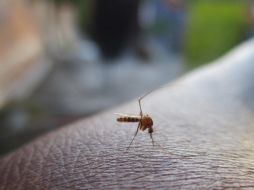 El acumulado total de dengue en la entidad es de 633 casos, hasta el momento no se han registrado defunciones.PIXABAY