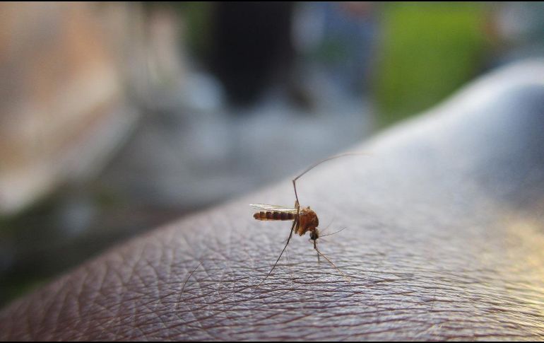 El acumulado total de dengue en la entidad es de 633 casos, hasta el momento no se han registrado defunciones.PIXABAY