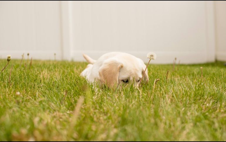 Si tu perro come pasto ocasionalmente y no muestra signos de enfermedad, probablemente no sea un problema. UNSPLASH