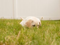 Si tu perro come pasto ocasionalmente y no muestra signos de enfermedad, probablemente no sea un problema. UNSPLASH