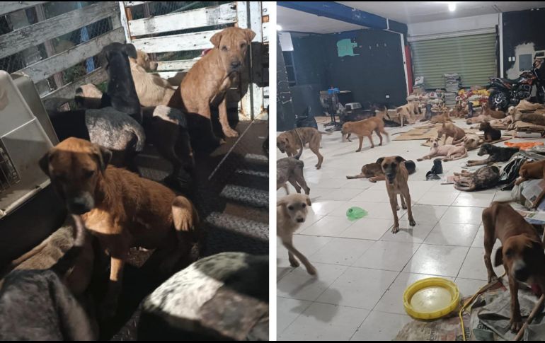 En las imágenes se pueden ver decenas de lomitos tranquilos y descansando. FACEBOOK / Mara Lezama