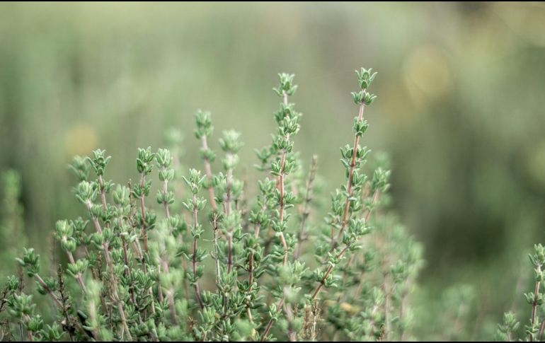 Desde tiempos antiguos, las personas han utilizado hierbas medicinales con mucho éxito para combatir estas afecciones. ESPECIAL / Foto de Anja Junghans en Unsplash