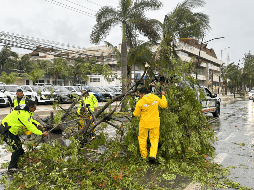 Policías y miembros de Protección Civil levantan árboles caídos tras el paso del huracán 