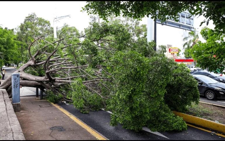 Estos nuevos árboles crecerán y restaurarán la sombra, el oxígeno en la ciudad. EL INFORMADOR / A. NAVARRO