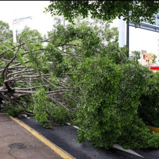 Bosque Urbano plantará cinco nuevos árboles donde haya uno caído