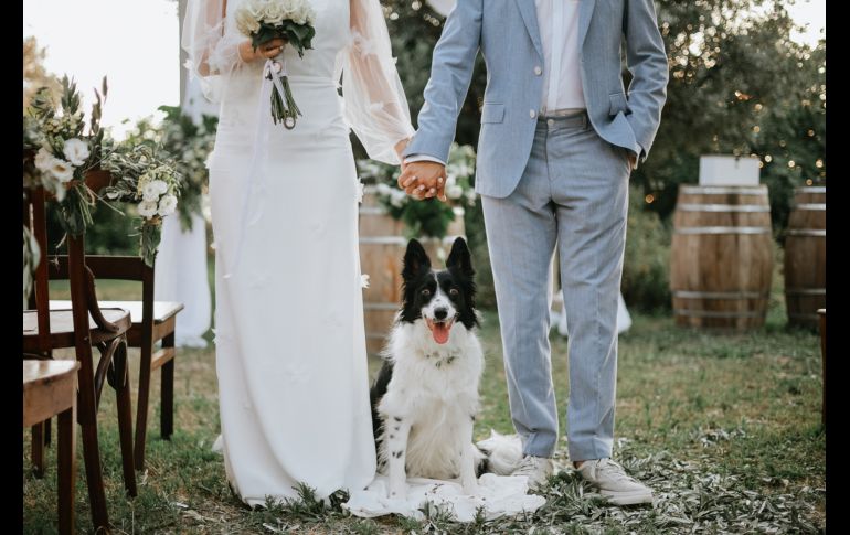 Considera darle a tu mascota un rol en la boda, como portador de anillos, mascota de honor o simplemente un invitado con un atuendo especial. ISTOCK GETTY IMAGES