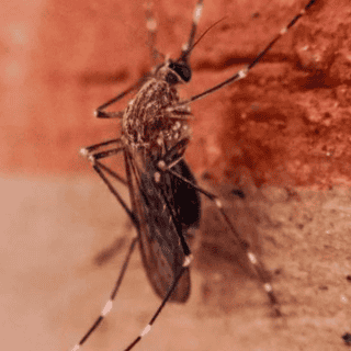 Alertan por dengue tipo 3 en Jalisco; prevén que se superen los 14 mil casos