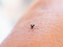 El dengue es una infección vírica que se transmite de los mosquitos a las personas, por la picadura de insectos hembra denominado Aedes aegypti. ESPECIAL / Unsplash
