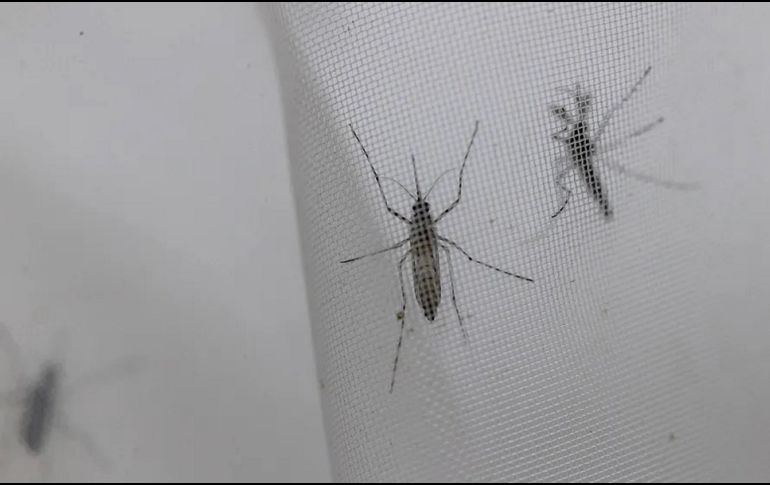 Es una trampa muy económica, pero absolutamente eficaz. EFE / ARCHIVO