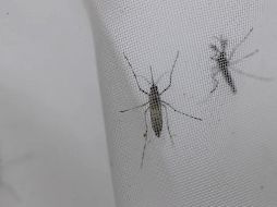 Es una trampa muy económica, pero absolutamente eficaz. EFE / ARCHIVO