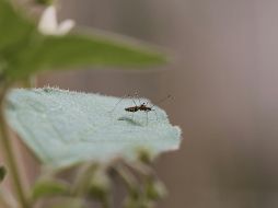 La medida más efectiva para prevenir el contagio de dengue es la de evitar que se hagan criaderos de mosquitos en lugares cercanos a las personas. ESPECIAL / Foto de Hacı Elmas en Unsplash