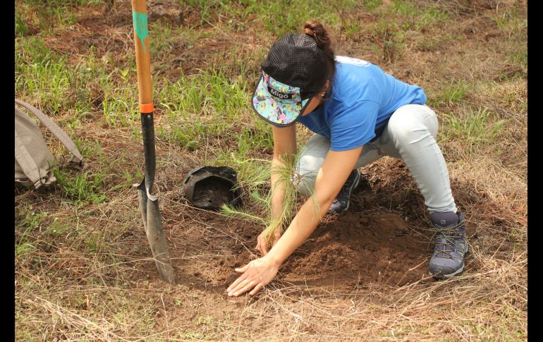 Cuando ocurre un incendio forestal, la zona afectada debe pasar por un proceso de recuperación. CORTESÍA