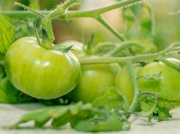 Además de sus usos culinarios, los tomates verdes pueden ser utilizados de otras formas. Unsplash